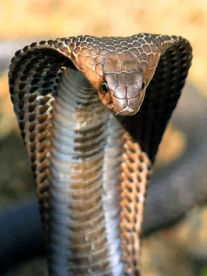 King cobra - Wikipedia