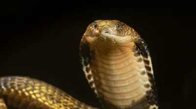 King Cobra Snake Facts