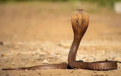 How to survive a cobra bite – or better yet, avoid one entirely | CNN