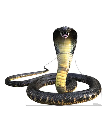 How king cobras build their nests - Discover Wildlife