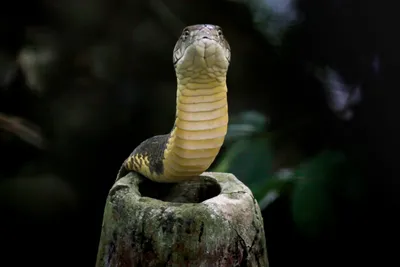 Monocled cobra - Wikipedia