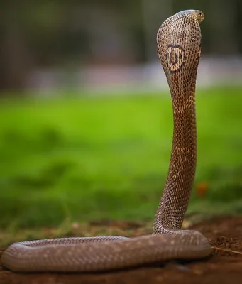 Missing king cobra found behind woman's dryer in Ocoee