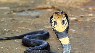 King Cobra | Saint Louis Zoo