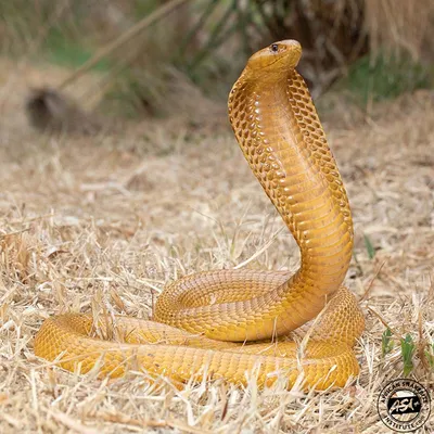 Colorful creepy cobra with clouds background Vector Image