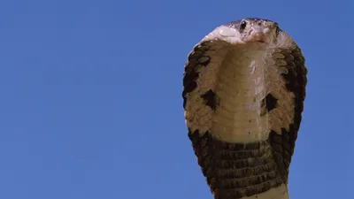 Man Tries To Kiss Cobra, Gets Bitten in Face Now Battling for Life