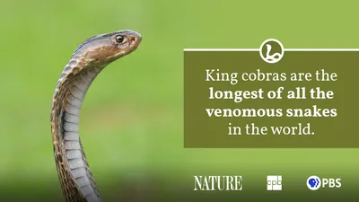 New species of cobra-like snake discovered – but it may already be extinct