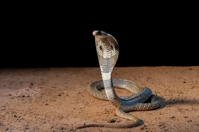 King Cobra Fact Sheet | Blog | Nature | PBS