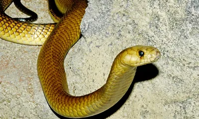 8 Intriguing King Cobra Facts