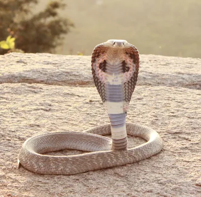 Image of a monstrous cybernetic king cobra with large metal fangs on Craiyon