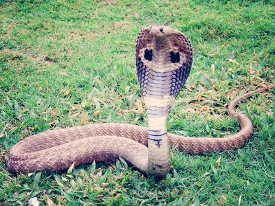 Cape Cobra - Los Angeles Zoo and Botanical Gardens