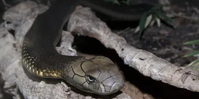 Pilot Makes Emergency Landing After Finding Lethal Cobra Onboard Flight