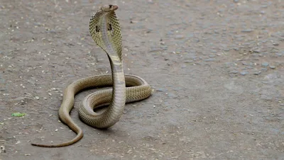 King cobra | Smithsonian's National Zoo and Conservation Biology Institute