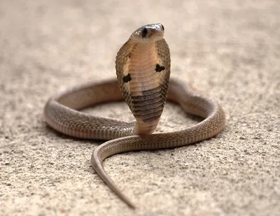 King Cobra - Virginia Zoo