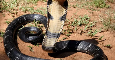 Poisonous Cobra Dies After Being Bitten by 8-Year-Old Boy | Complex