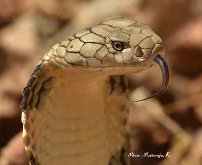 Venomous Cobra in Plane Forces South African Pilot to Make Emergency  Landing – NBC 6 South Florida