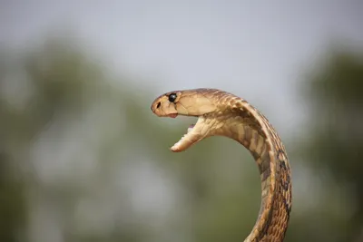 Black cobra hi-res stock photography and images - Alamy