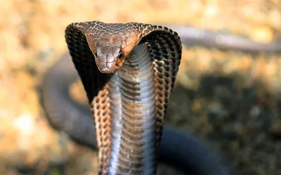 king cobra | AMNH