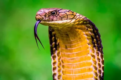 King Cobra (Ophiophagus hannah) · iNaturalist