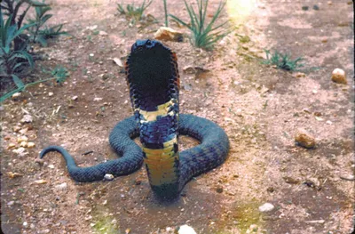 The Cobra Effect: What could possibly go wrong? - 10Group