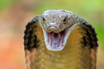 Indian Cobra (Naja naja) · iNaturalist