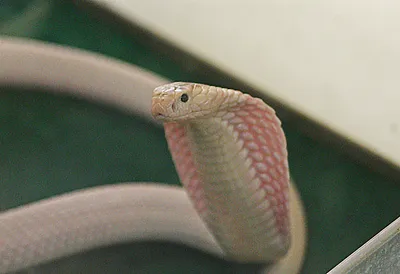 Cobras – characteristics and useful information | DinoAnimals.com