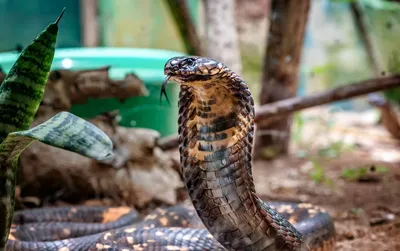 King Cobra Pictures - AZ Animals