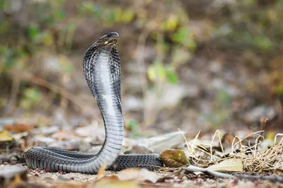 New species of cobra-like snake discovered – but it may already be extinct