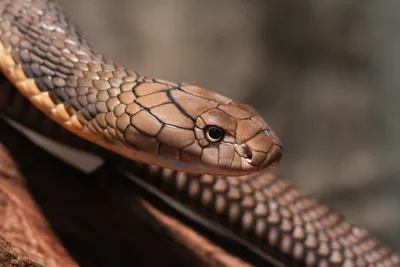 Meet Lucy: A leucistic cobra at the Monterey Zoo