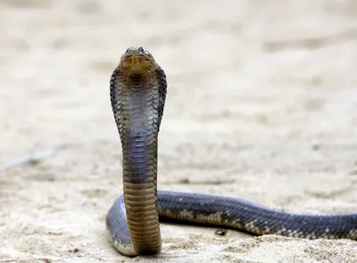 40 King Cobra Facts Explaining Its Fierceness in the Wild - Facts.net