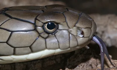 What happened to the Grand Prairie cobra? Curious Texas investigates