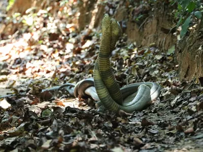 How the spitting cobra spits | A Moment of Science - Indiana Public Media