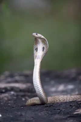 Cobra fangs hi-res stock photography and images - Alamy