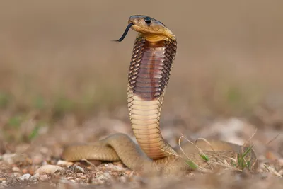 King cobra, facts and photos