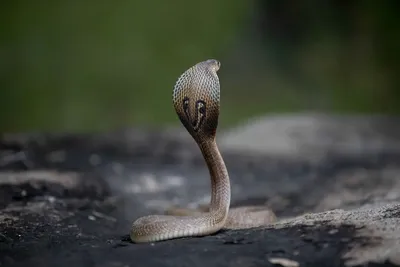 When the King Cobra Meets a Rock Python | Roundglass | Sustain