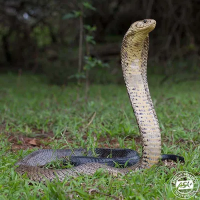 Cobras Animal Facts - A-Z Animals