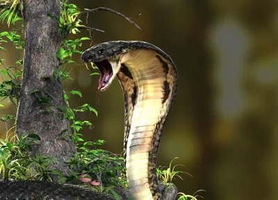 Cobra Snake on a transparent background. by PRUSSIAART on DeviantArt