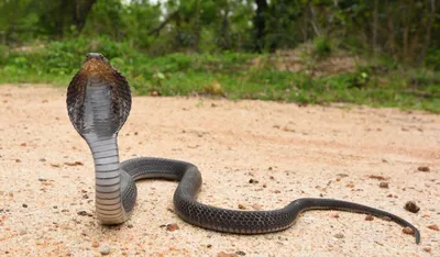 3d King Cobra The World's Longest Venomous Snake Isolated On Dark  Background , King Cobra Snake, 3d Illustration, 3d Rendering Stock Photo,  Picture and Royalty Free Image. Image 149339060., snake 3d - thirstymag.com