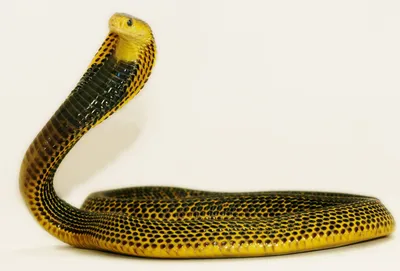 Here's Jellybean looking mighty inquisitive. Female banded king cobra, who  is more than happy to pose for a camera. : r/reptiles