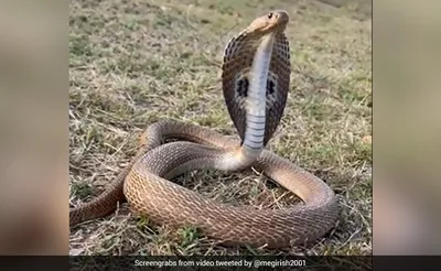 King Cobra | Snake photos, Indian cobra, King cobra snake