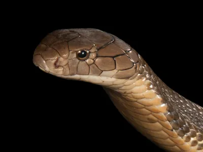 King Cobra | San Diego Zoo