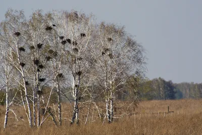 Коченёвский район — Википедия