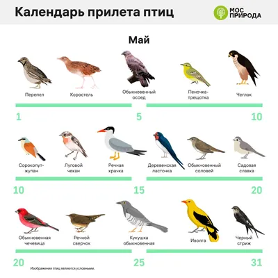 Возвращение зимы замедлило весеннюю миграцию птиц – перелетные птицы  повернули обратно на юг | Yle Novosti | Yle