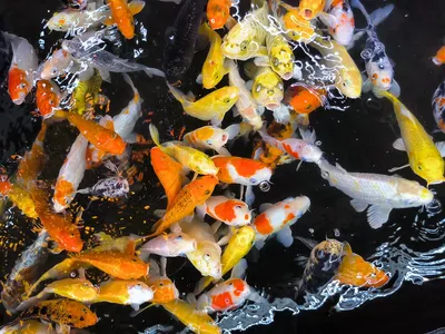 ФотографиЯ : Японский карп Кои (Japanese Koi Fish)