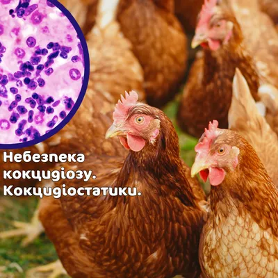 Кокцидиоз у животных: что это такое, почему опасно и почему важно применять  кокцидиостатики🔬👀 | СТЕМАР Новости