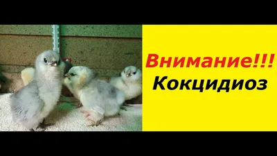 Кокцидиоз. Что это? Симптомы, лечение, профилактика. Coccidiosis Symptoms,  treatment, prevention - YouTube