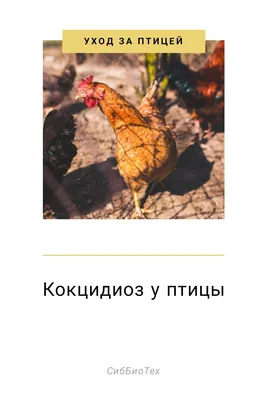 Кокцидиоз или эймериоз – это одно из самых страшных заболеваний для  птичьего поголовья | БРИЦ | Благовещенский районный информационный центр