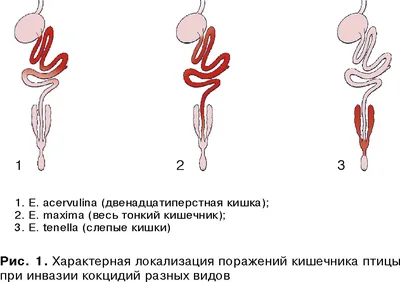 В России зарегистрировали отечественную вакцину против кокцидиоза птиц |  Ветеринария и жизнь