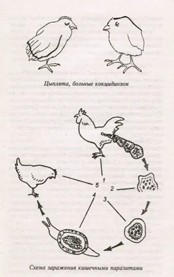 Кокцидиоз - болезнь птиц, кур и уток.