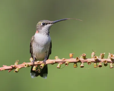 Рубиновогорлый колибри - eBird