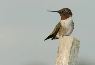 Hummingbird with tongue -Колибри с язычком. Photographer Etkind Elizabeth